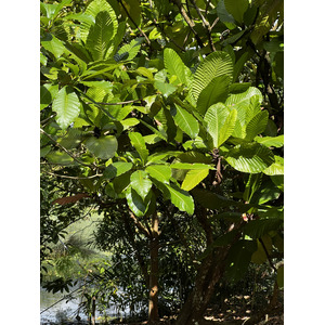 Photo Singapour Jardins botaniques de Singapore 2023-01 73