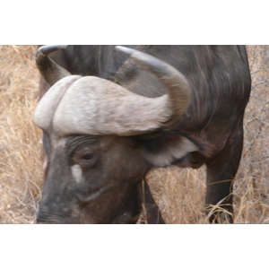 Photo Afrique du Sud Parc National Kruger Rivière Sable 2008-09 12