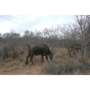 Photo Afrique du Sud Parc National Kruger Rivière Sable 2008-09 4