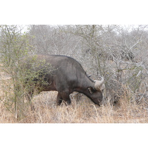 Photo Afrique du Sud Parc National Kruger Rivière Sable 2008-09 20