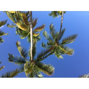 Photo Guadeloupe Plage de la Caravelle 2021-02 98