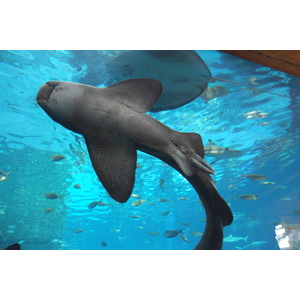 Photo Émirats arabes unis Dubai Hotel Atlantis 2014-02 242