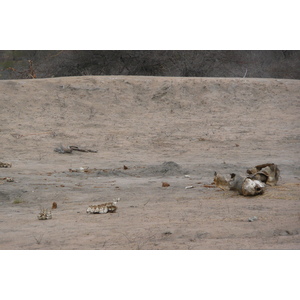 Photo Afrique du Sud Parc National Kruger 2008-09 187
