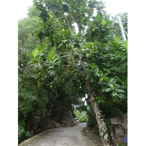 Photo Seychelles La Digue 2011-10 200