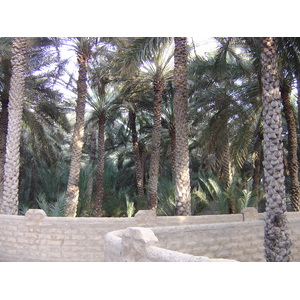 Photo Émirats arabes unis Al Ain Oasis 2005-03 31