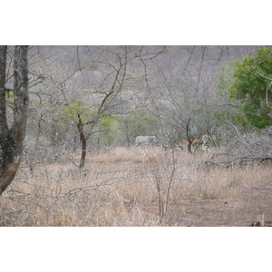 Photo Afrique du Sud Parc National Kruger Mpondo 2008-09 11