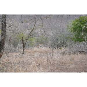 Photo Afrique du Sud Parc National Kruger Mpondo 2008-09 12