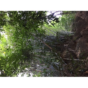Photo Thaïlande Parc National Phu Hin Rong Kla 2014-12 322