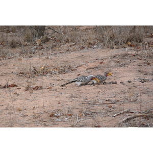 Photo Afrique du Sud Parc National Kruger Mpondo 2008-09 30