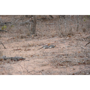 Photo Afrique du Sud Parc National Kruger Mpondo 2008-09 37