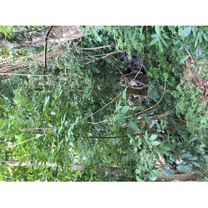 Photo Thaïlande Parc National Phu Hin Rong Kla 2014-12 218