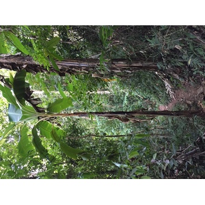 Photo Thaïlande Parc National Phu Hin Rong Kla 2014-12 174