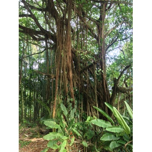Photo Costa Rica Dominical 2015-03 65