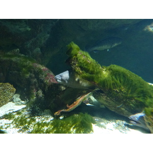 Photo France Le Croisic Ocearium 2009-10 3