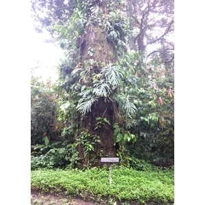 Photo Costa Rica Cahuita 2015-03 109