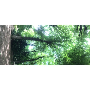Photo France Paris Musée Rodin 2017-06 47