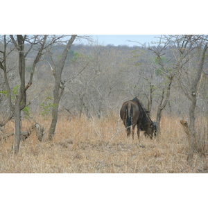 Photo Afrique du Sud Parc National Kruger 2008-09 70