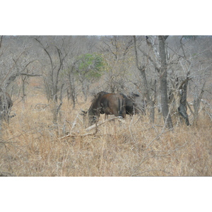 Photo Afrique du Sud Parc National Kruger 2008-09 89