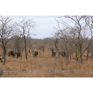 Photo Afrique du Sud Parc National Kruger 2008-09 95
