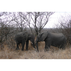 Photo Afrique du Sud Parc National Kruger 2008-09 171
