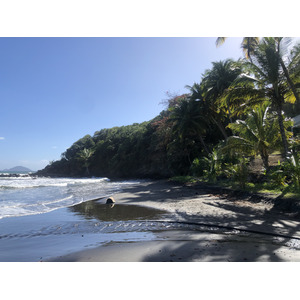 Photo Guadeloupe Bananier 2021-02 20