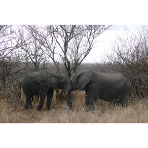 Photo Afrique du Sud Parc National Kruger 2008-09 119
