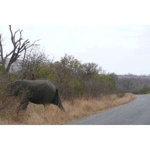 Photo Afrique du Sud Parc National Kruger 2008-09 106