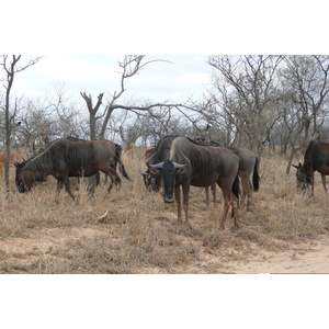Photo Afrique du Sud Parc National Kruger 2008-09 90