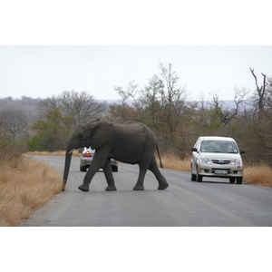 Photo Afrique du Sud Parc National Kruger 2008-09 133
