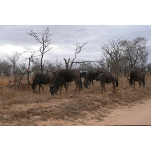 Photo Afrique du Sud Parc National Kruger 2008-09 49