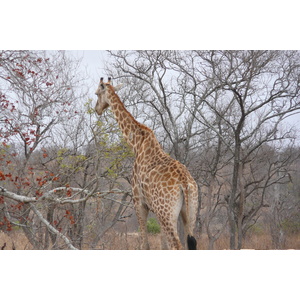 Photo Afrique du Sud Parc National Kruger 2008-09 148