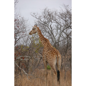Photo Afrique du Sud Parc National Kruger 2008-09 149