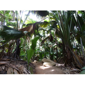 Photo Seychelles Vallée de Mai 2011-10 27