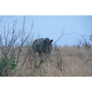 Photo Afrique du Sud Parc National Kruger 2008-09 146
