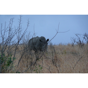 Photo Afrique du Sud Parc National Kruger 2008-09 151