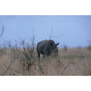 Photo Afrique du Sud Parc National Kruger 2008-09 168