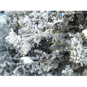 Photo Suisse Saint Moritz Schlarigna 2007-01 36