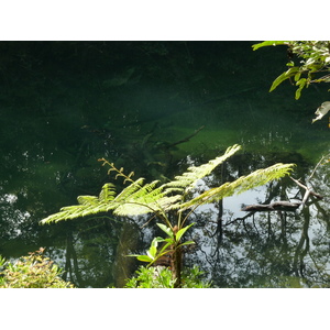 Photo Nouvelle-Calédonie Parc de la Rivière Bleue Le Grand Kaori 2010-05 47