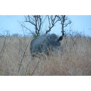 Photo Afrique du Sud Parc National Kruger 2008-09 174