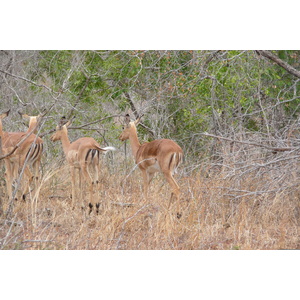Photo Afrique du Sud Parc National Kruger 2008-09 85