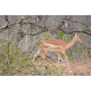 Photo Afrique du Sud Parc National Kruger 2008-09 60