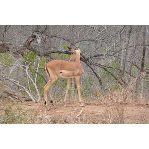 Photo Afrique du Sud Parc National Kruger 2008-09 26