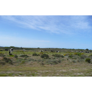 Photo Afrique du Sud Route de Harmanus à Knysna 2008-09 40