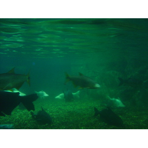 Photo Thaïlande Bangkok Siam Ocean World 2005-12 50