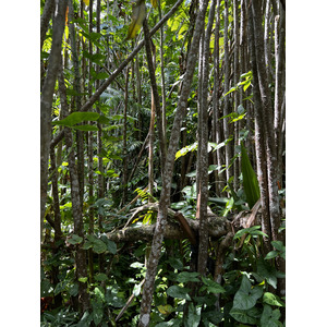 Photo Singapour Jardins botaniques de Singapore 2023-01 49