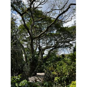 Photo Singapour Jardins botaniques de Singapore 2023-01 31