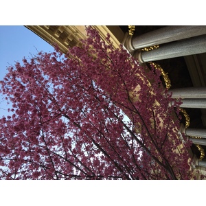 Photo France Paris Petit Palais 2016-03 4