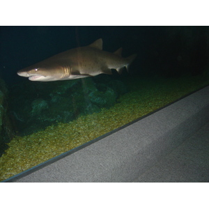 Photo Thaïlande Bangkok Siam Ocean World 2005-12 42