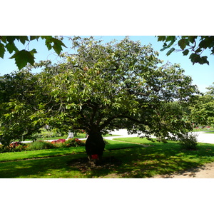 Photo France Paris Jardin des Plantes 2007-08 2