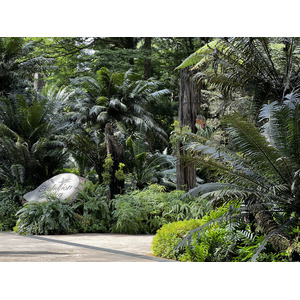 Photo Singapour Jardins botaniques de Singapore 2023-01 55